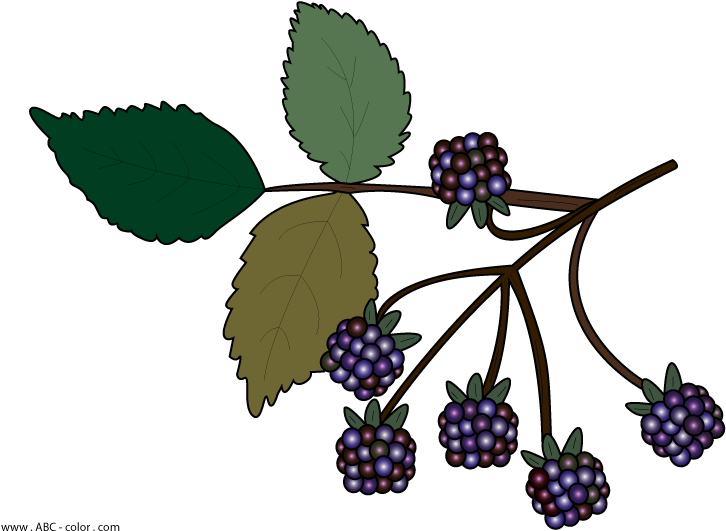 Blackberry Branch Illustration PNG image