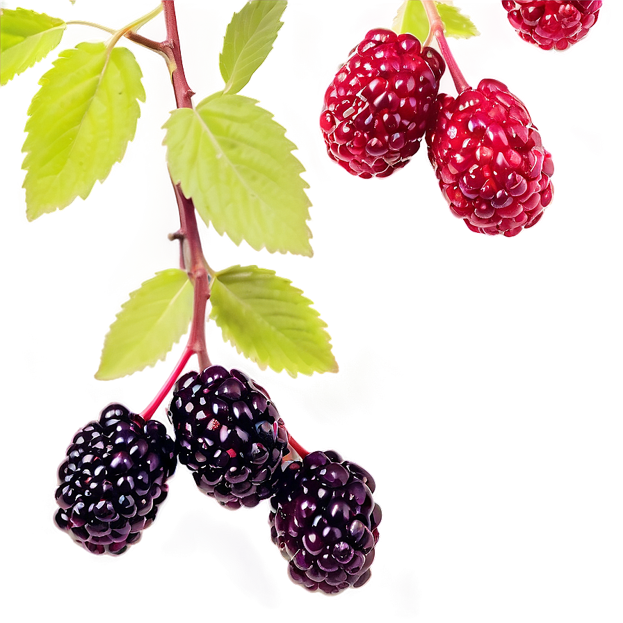 Blackberry Garden Png Cym67 PNG image