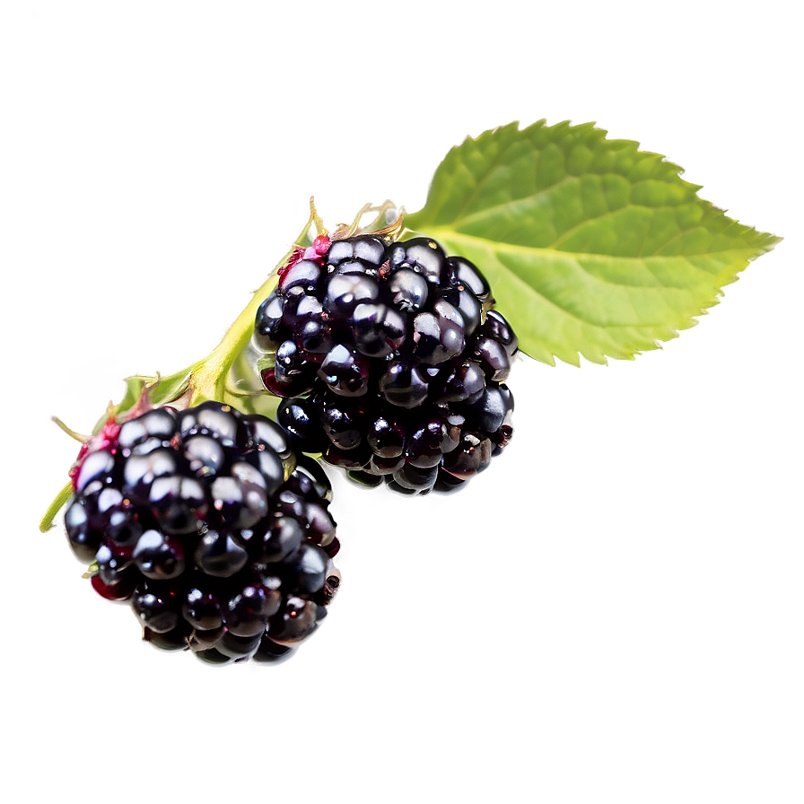 Blackberry Isolated Png Dvg10 PNG image