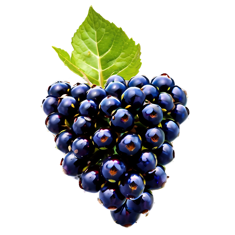 Blackberry On Branch Png Gqa82 PNG image