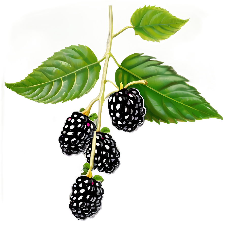 Blackberry On Vine Png 05232024 PNG image