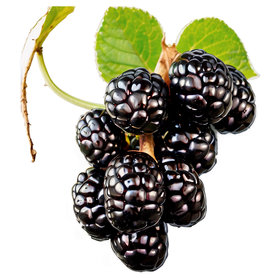 Blackberry On Vine Png 26 PNG image