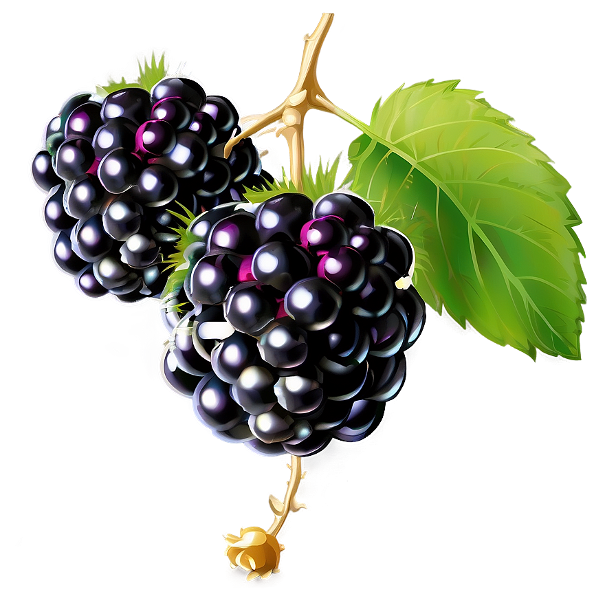 Blackberry On Vine Png Vox2 PNG image