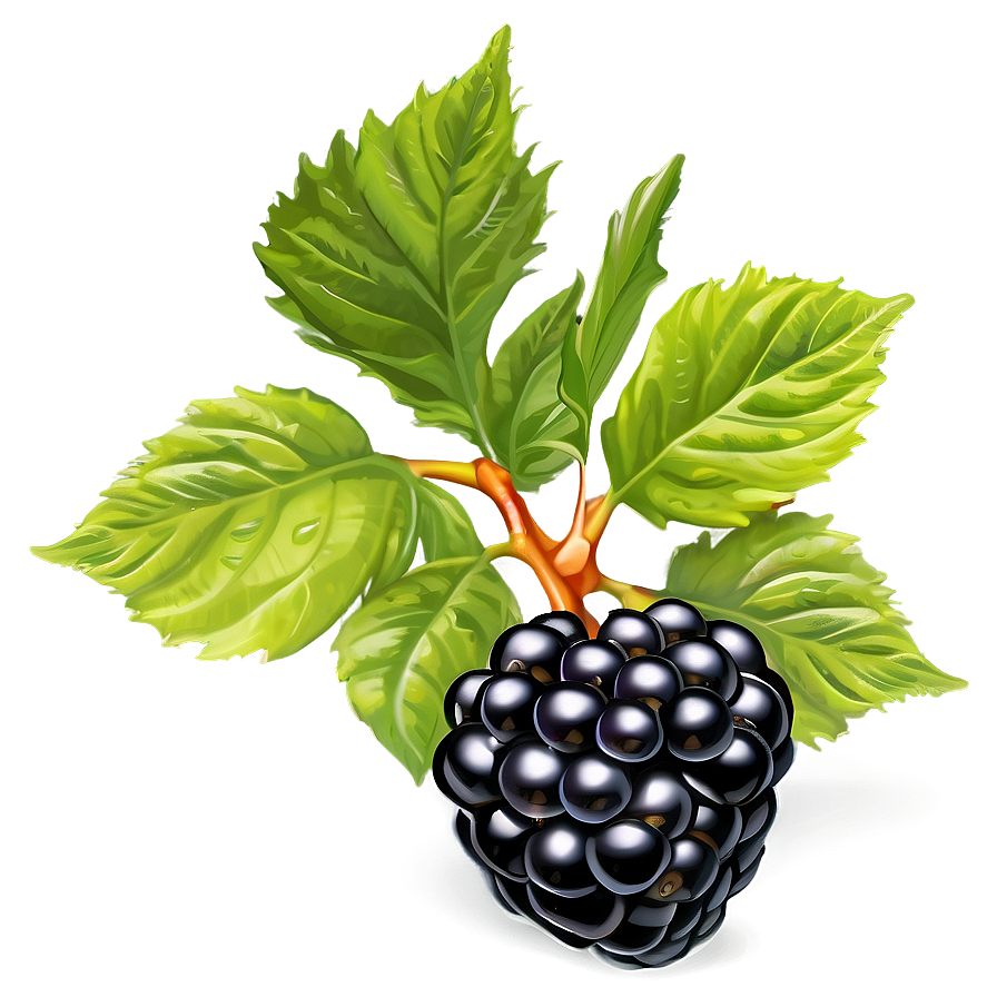 Blackberry With Leaves Png Kcp59 PNG image