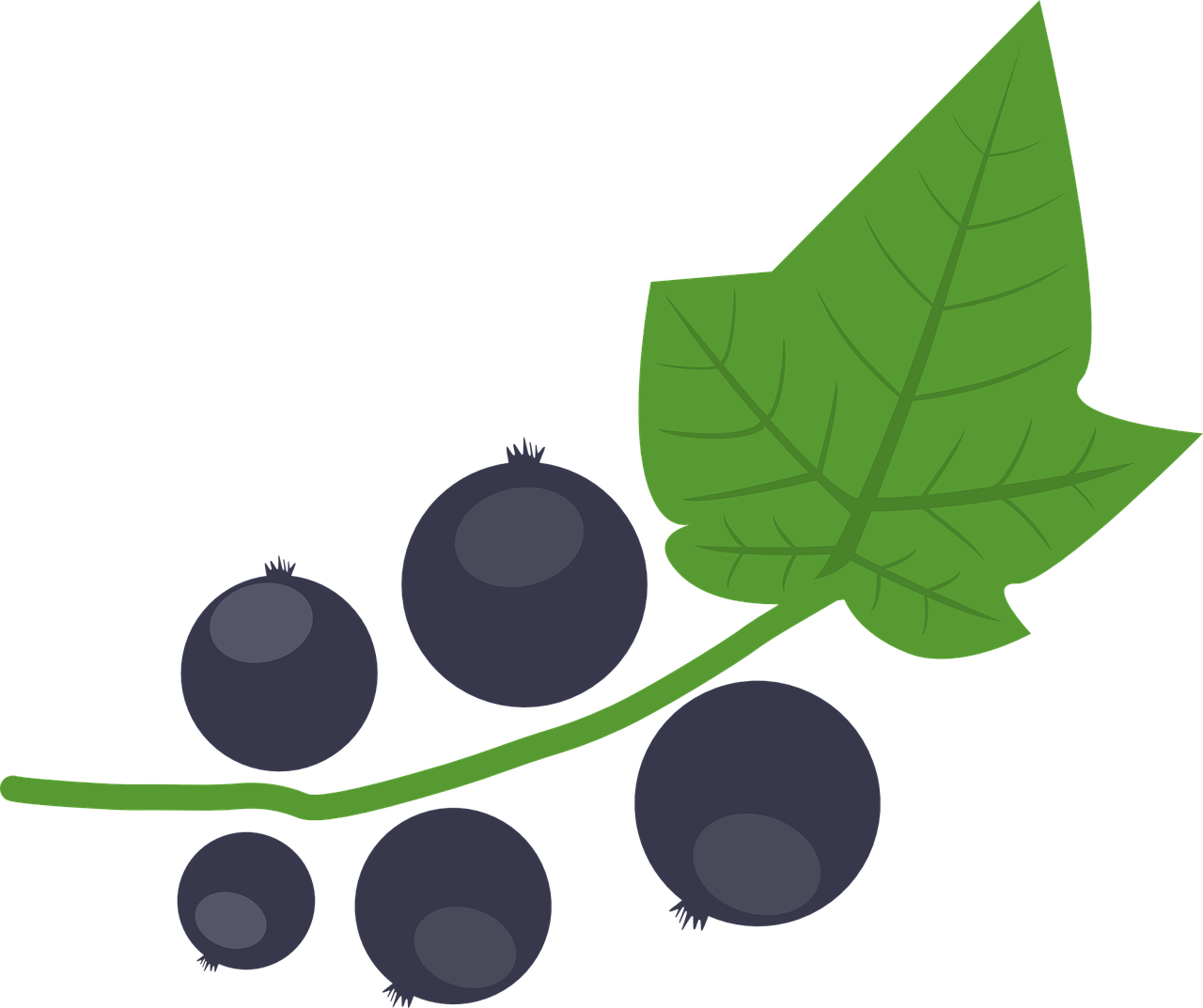 Blackcurrant Vector Illustration PNG image