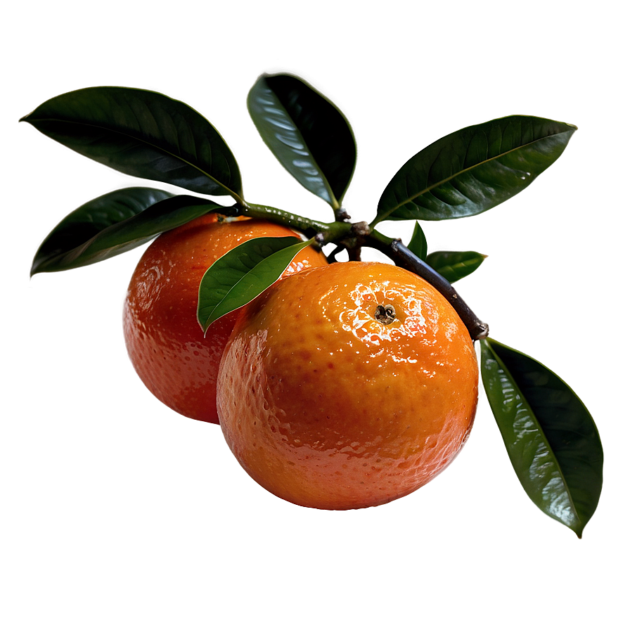 Blood Orange On Branch Png 06252024 PNG image