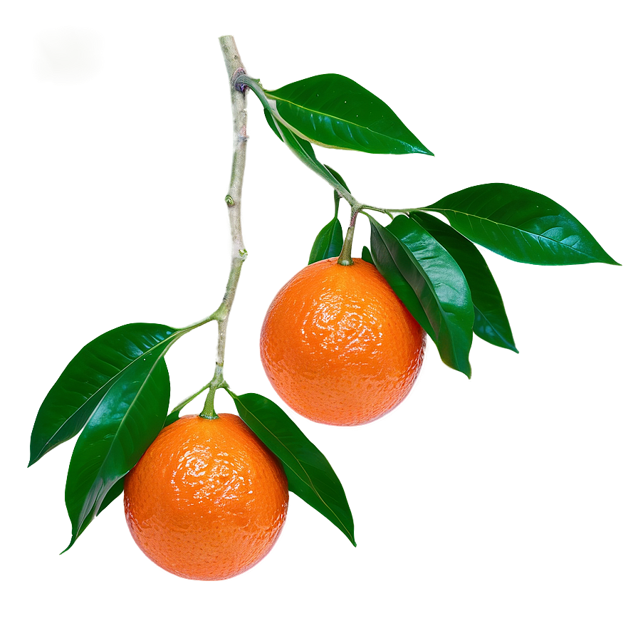 Blood Orange On Branch Png 63 PNG image