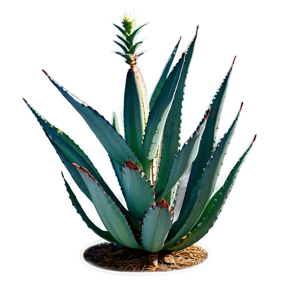 Blooming Agave Plant Png 66 PNG image