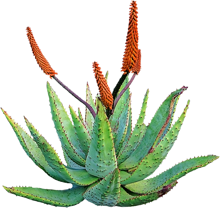 Blooming Aloe Plant PNG image