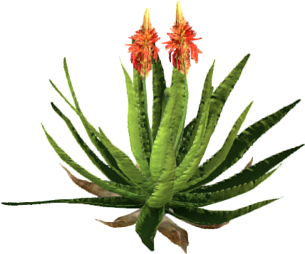 Blooming Aloe Plant PNG image