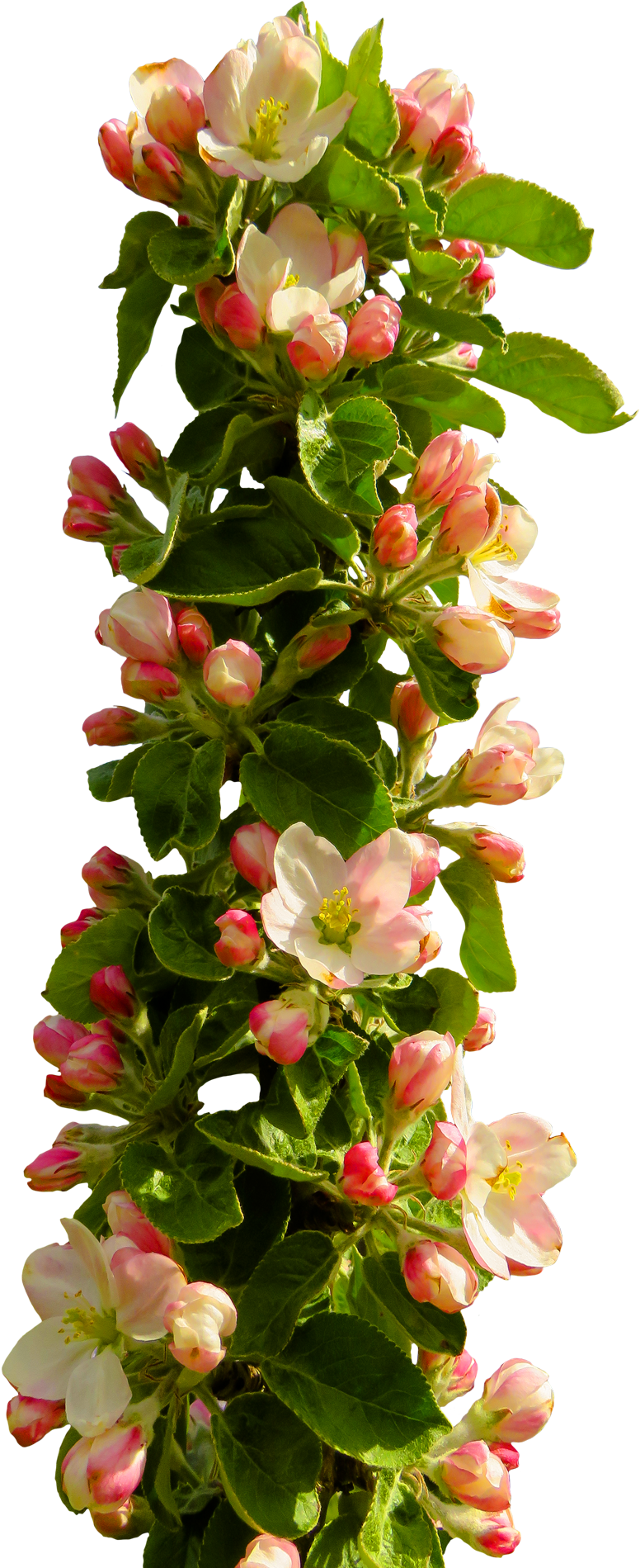 Blooming Apple Branch Springtime PNG image