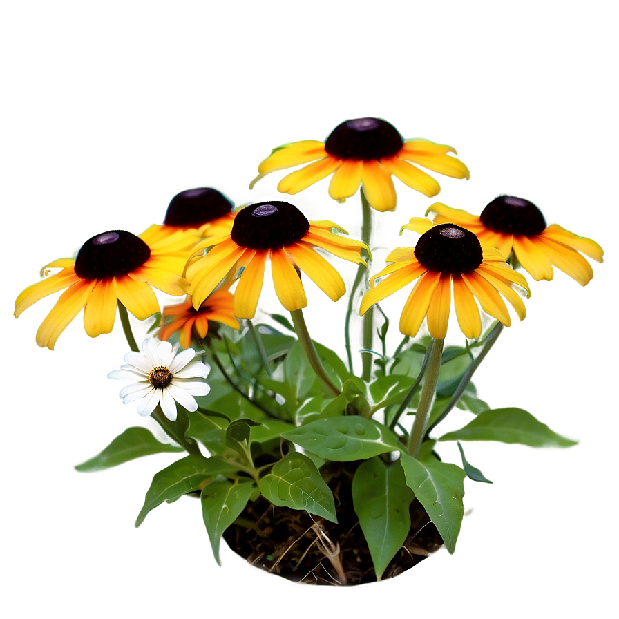 Blooming Black Eyed Susan Png 78 PNG image