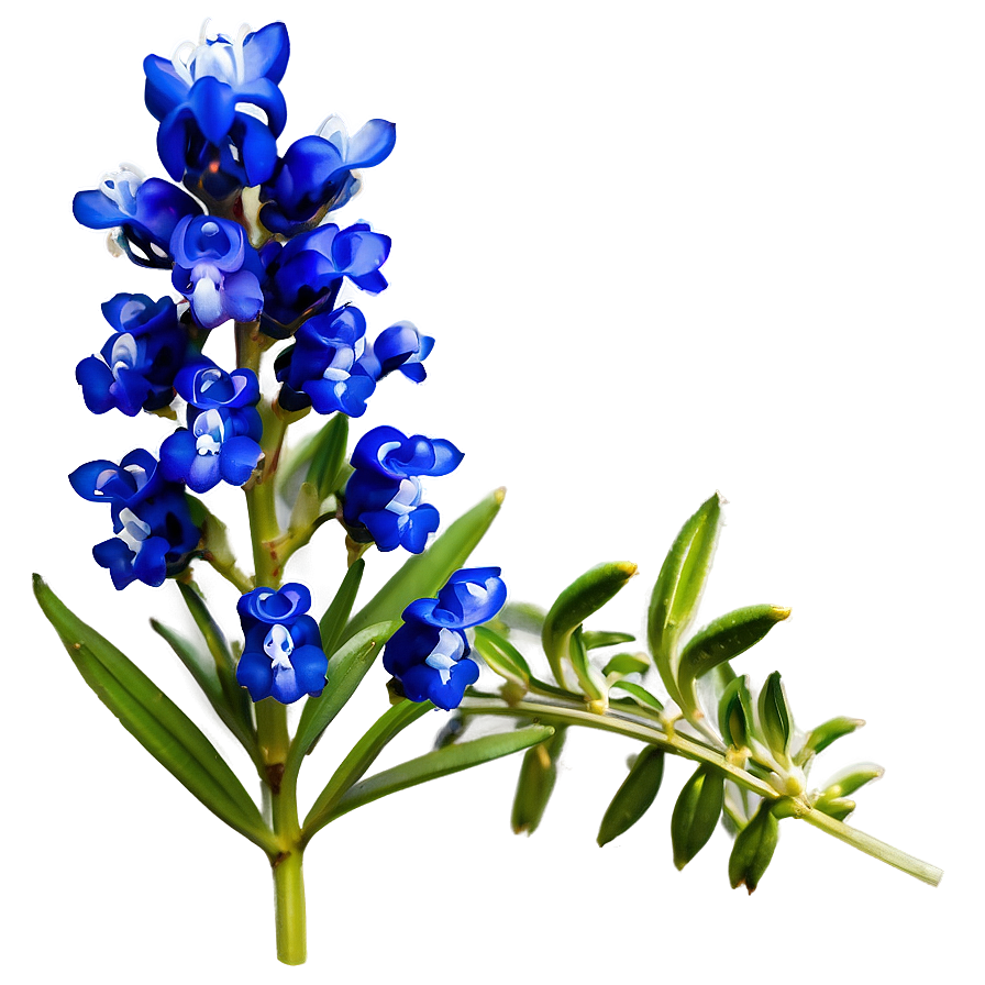 Blooming Bluebonnet Patch Png 06272024 PNG image