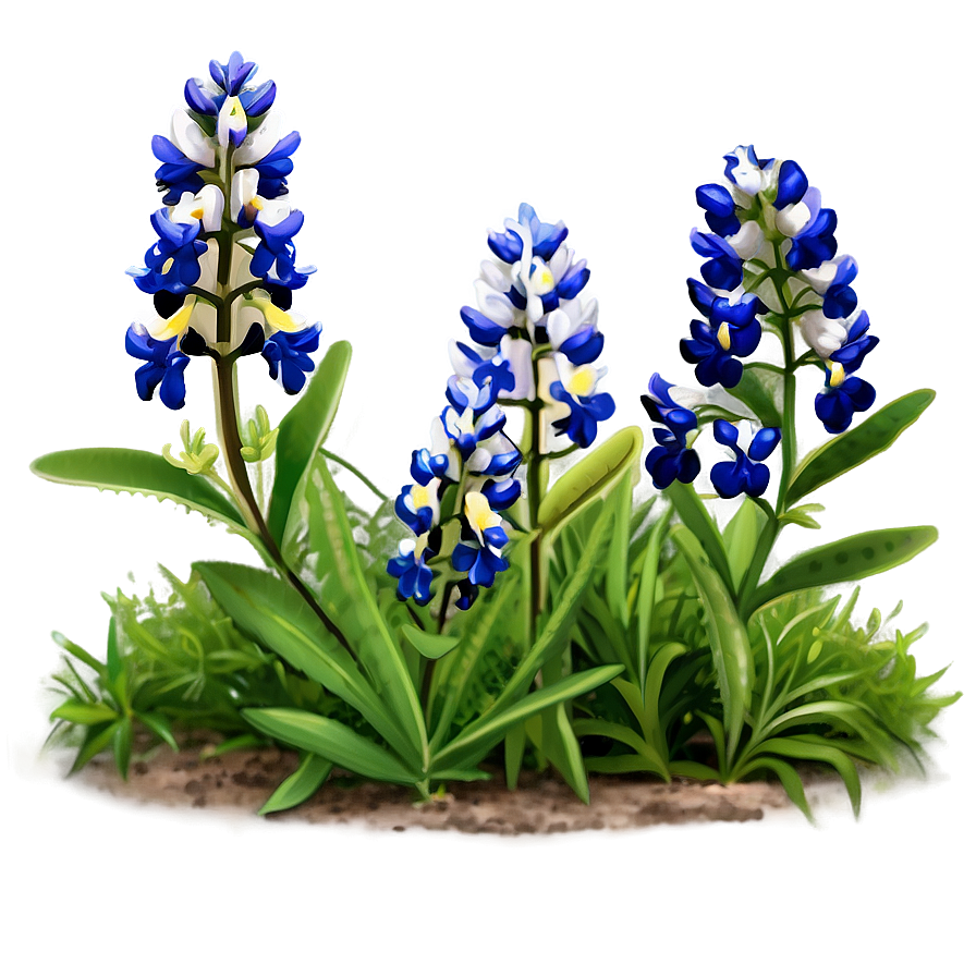 Blooming Bluebonnet Patch Png 06272024 PNG image