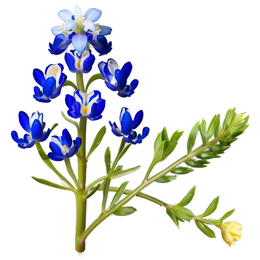 Blooming Bluebonnet Patch Png 06272024 PNG image