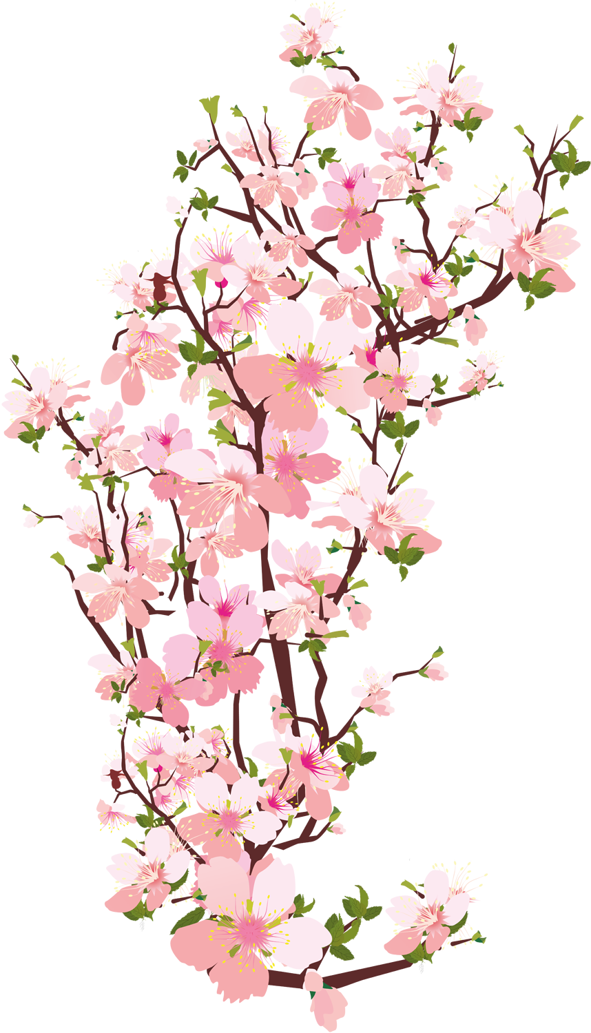 Blooming Cherry Blossom Branches PNG image