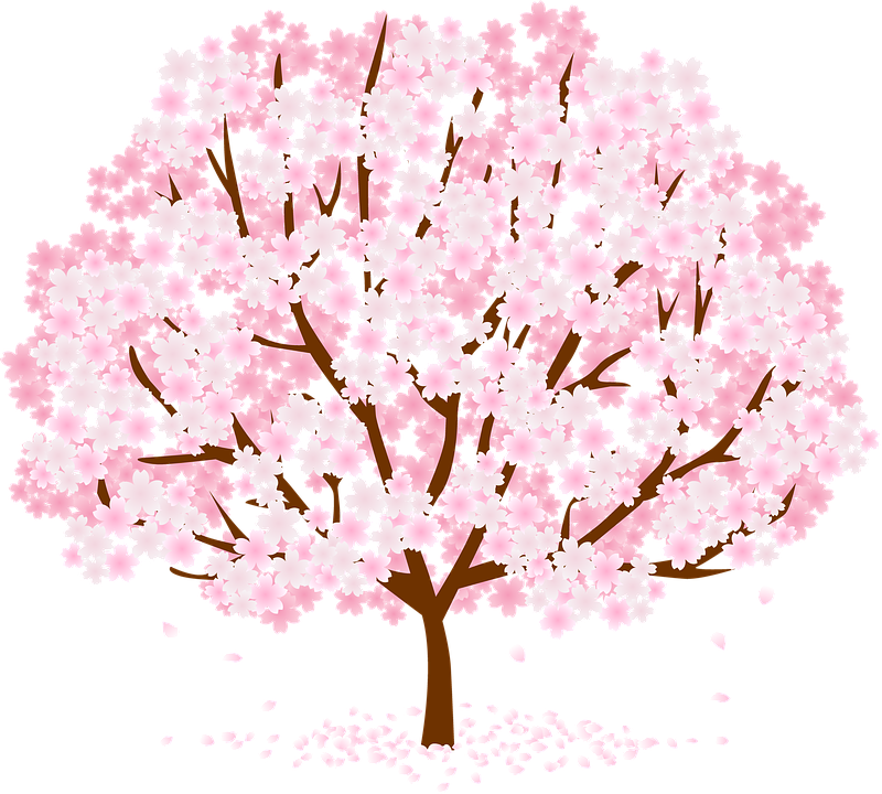 Blooming Cherry Blossom Tree PNG image