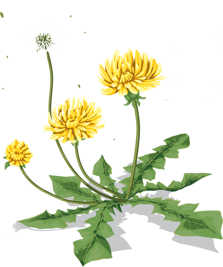 Blooming Dandelion Stages PNG image