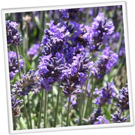Blooming English Lavender Field PNG image