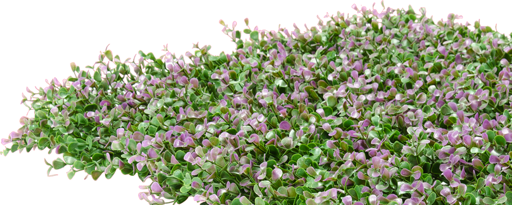Blooming_ English_ Lavender_ P N G PNG image