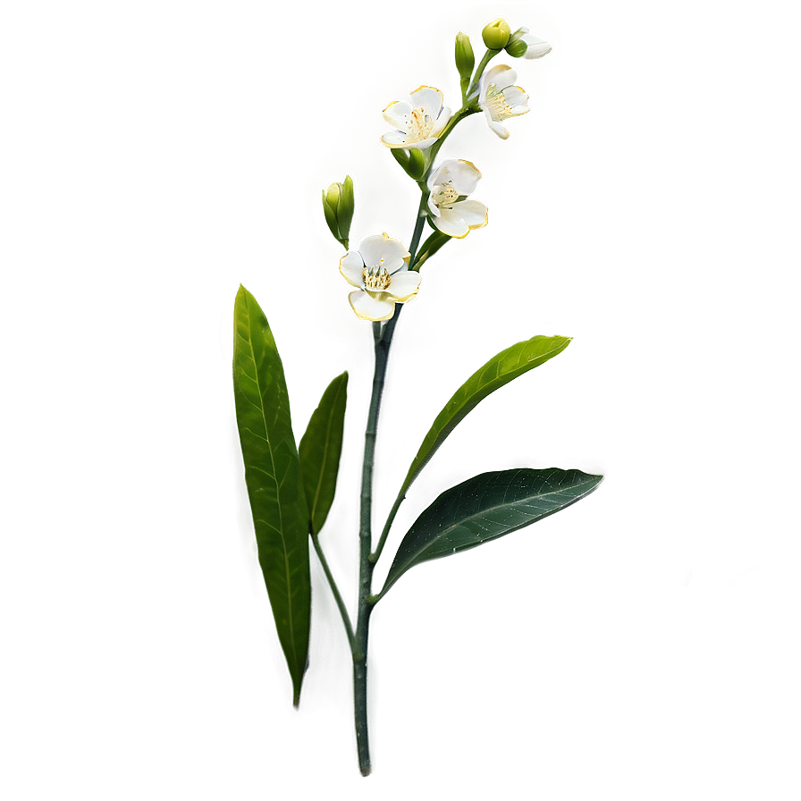 Blooming Flower Stem Png Bbw PNG image