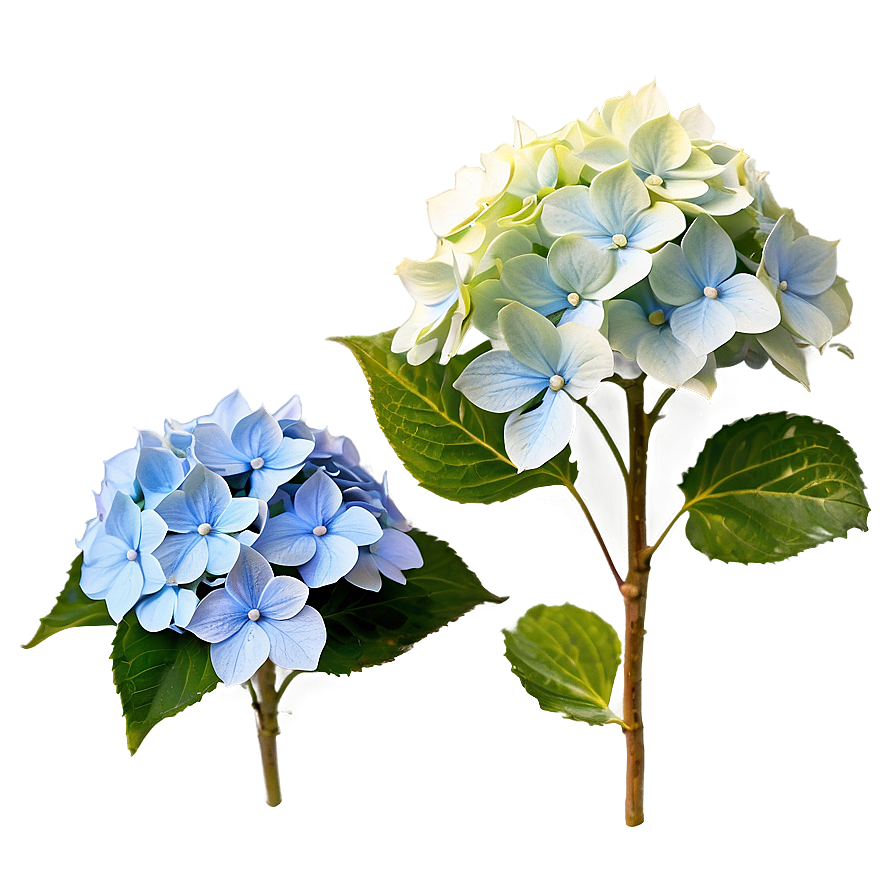 Blooming Hydrangea Png Oqq PNG image