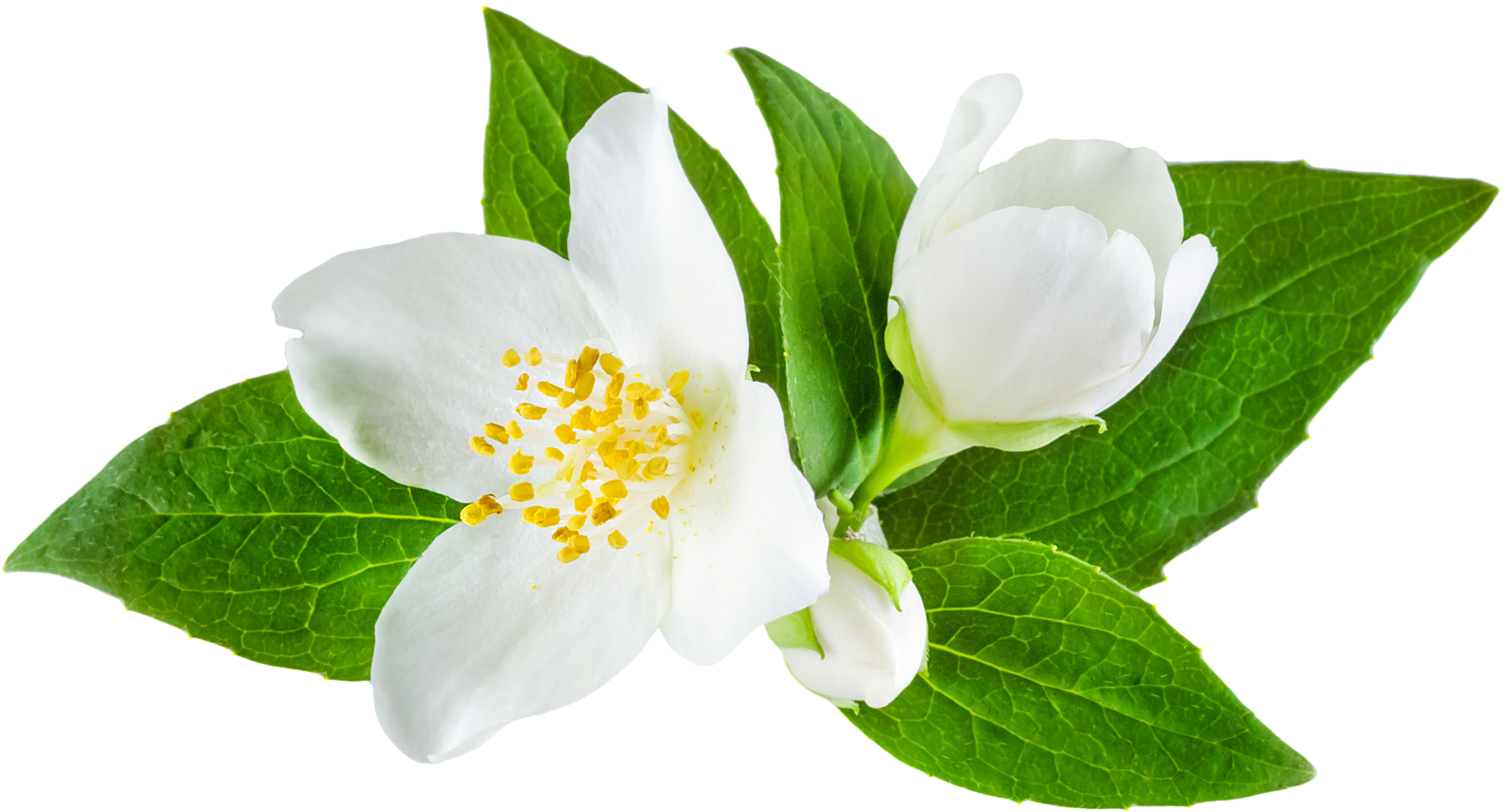 Blooming Jasmine Flower Transparent Background PNG image