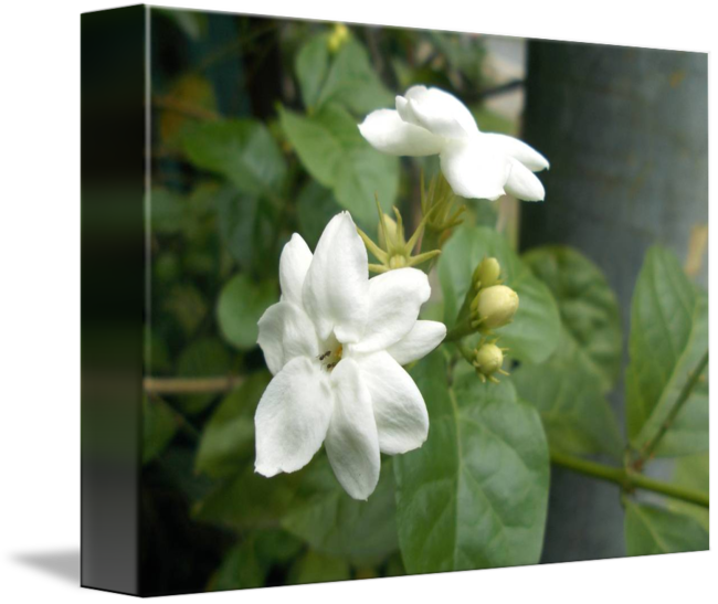 Blooming Jasmine Flowers PNG image