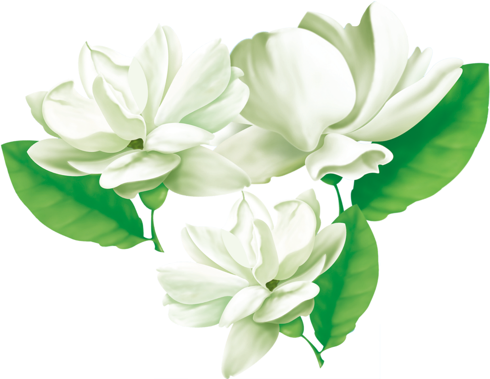 Blooming Jasmine Flowers Illustration PNG image