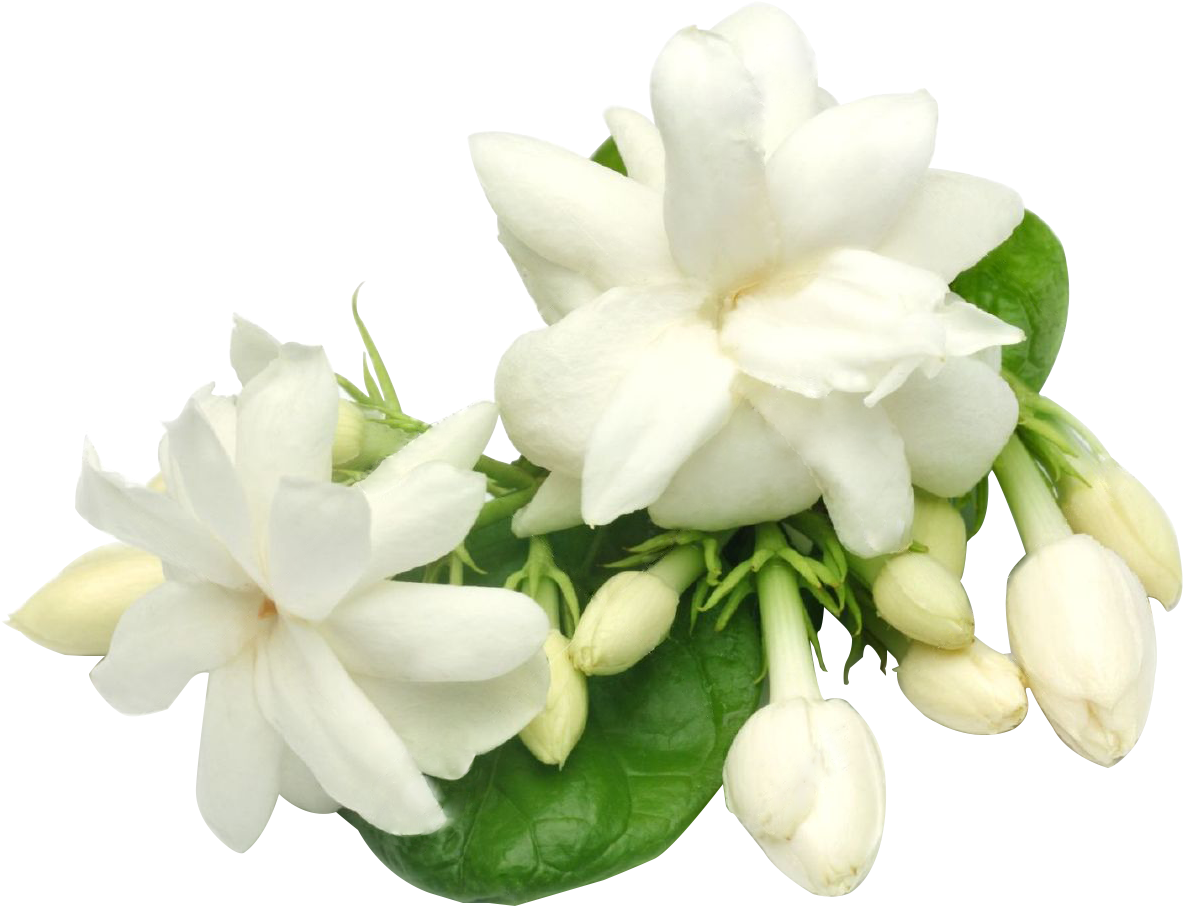 Blooming Jasmine Flowers Transparent Background PNG image