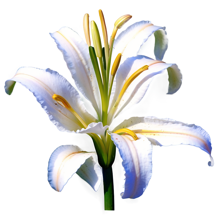 Blooming Lily Flower Png Uof89 PNG image