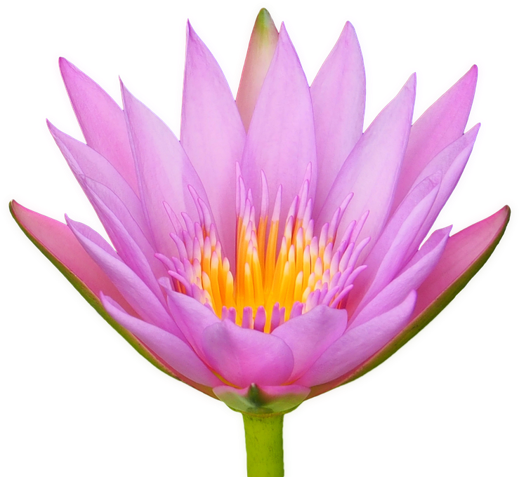 Blooming Lotus Flower.png PNG image