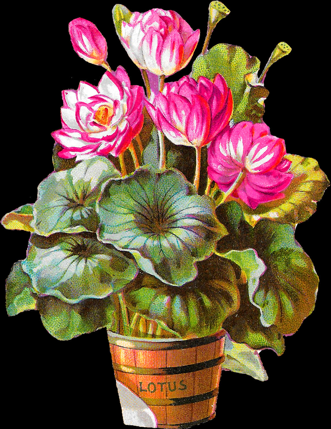 Blooming Lotus Flowersin Pot PNG image