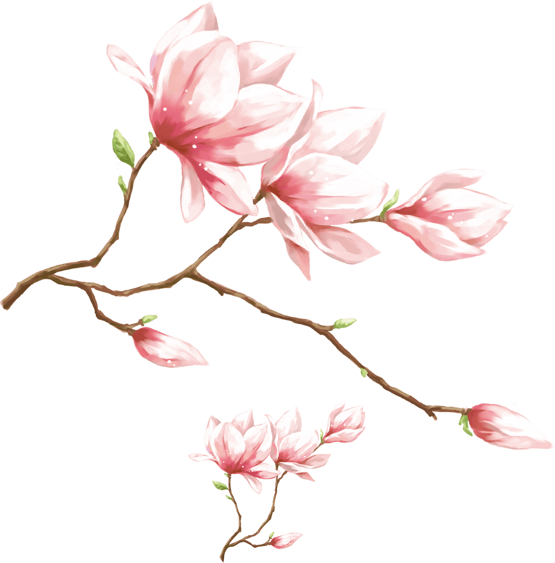Blooming Magnolia Branch.png PNG image