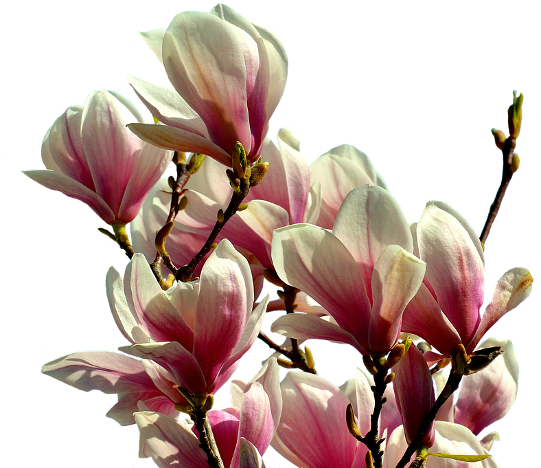 Blooming Magnolia Branches PNG image