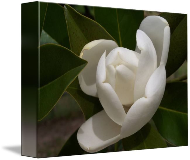 Blooming Magnolia Flower PNG image