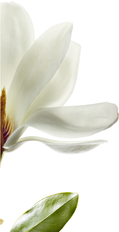 Blooming Magnolia Flower PNG image