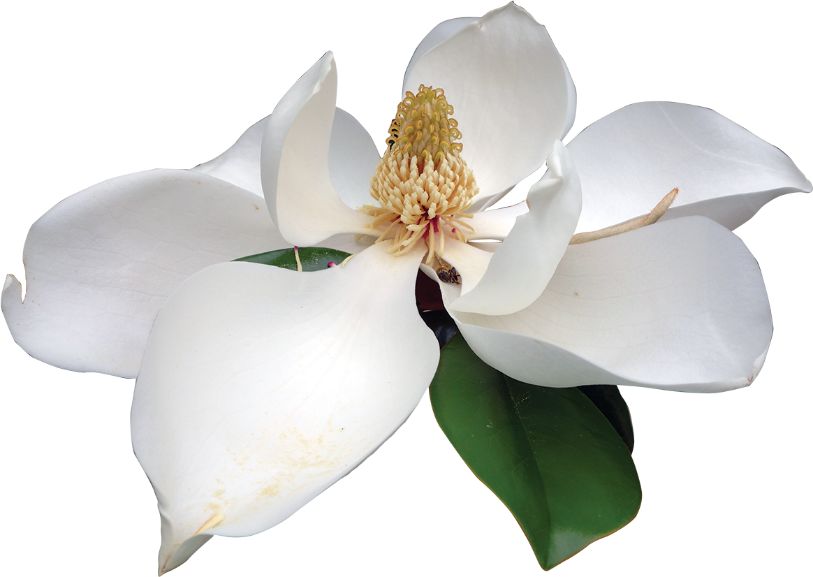 Blooming Magnolia Flower PNG image