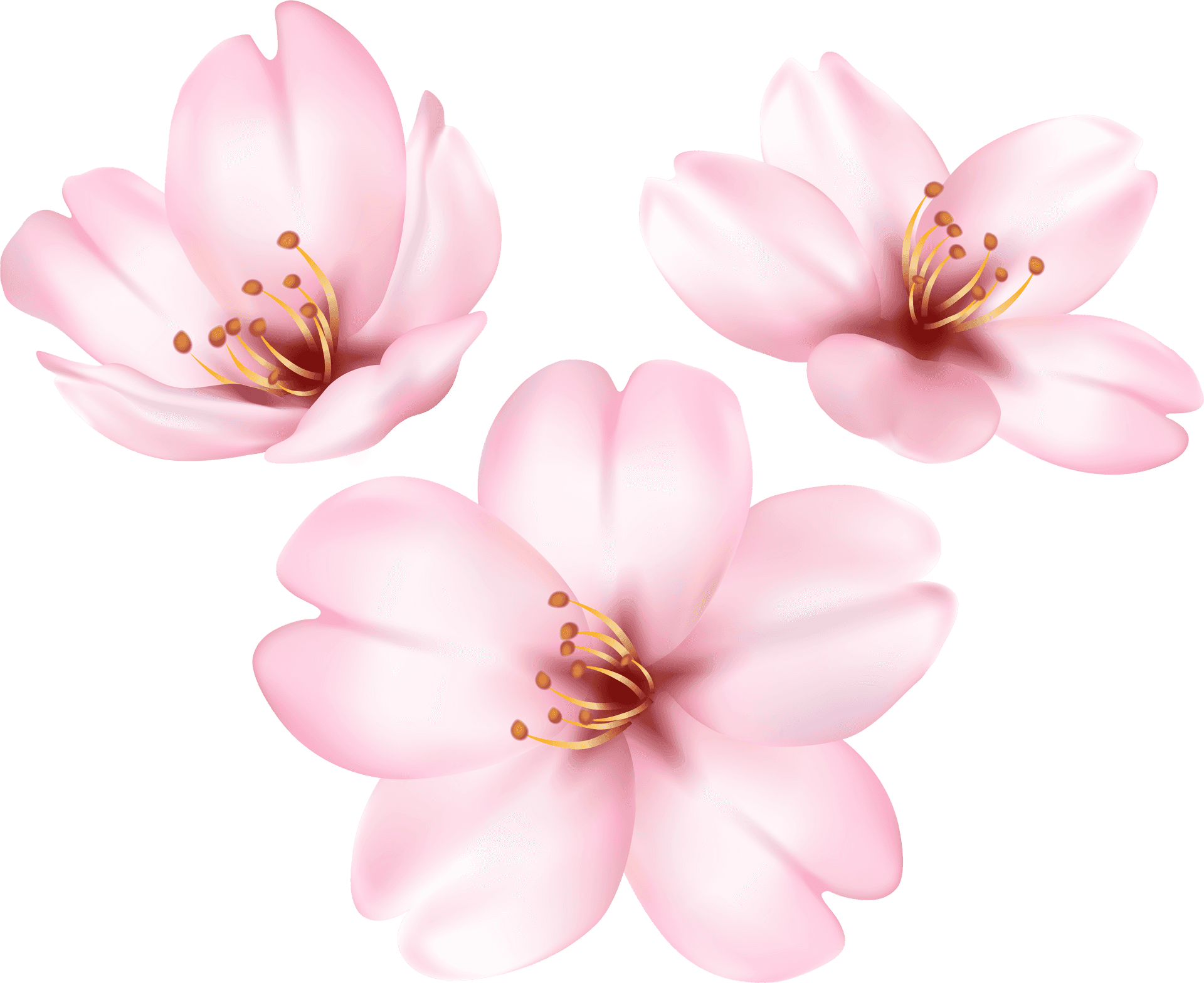 Blooming Magnolia Flowers PNG image