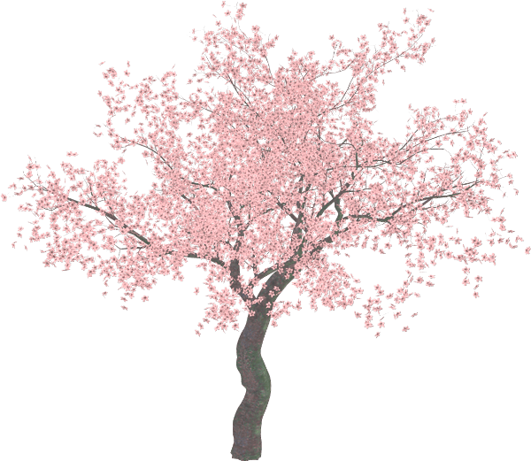 Blooming Magnolia Tree PNG image