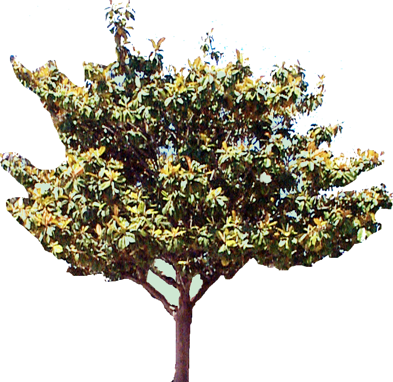 Blooming Magnolia Tree Cutout PNG image