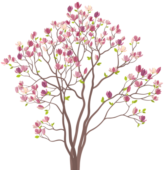 Blooming Magnolia Tree Illustration PNG image