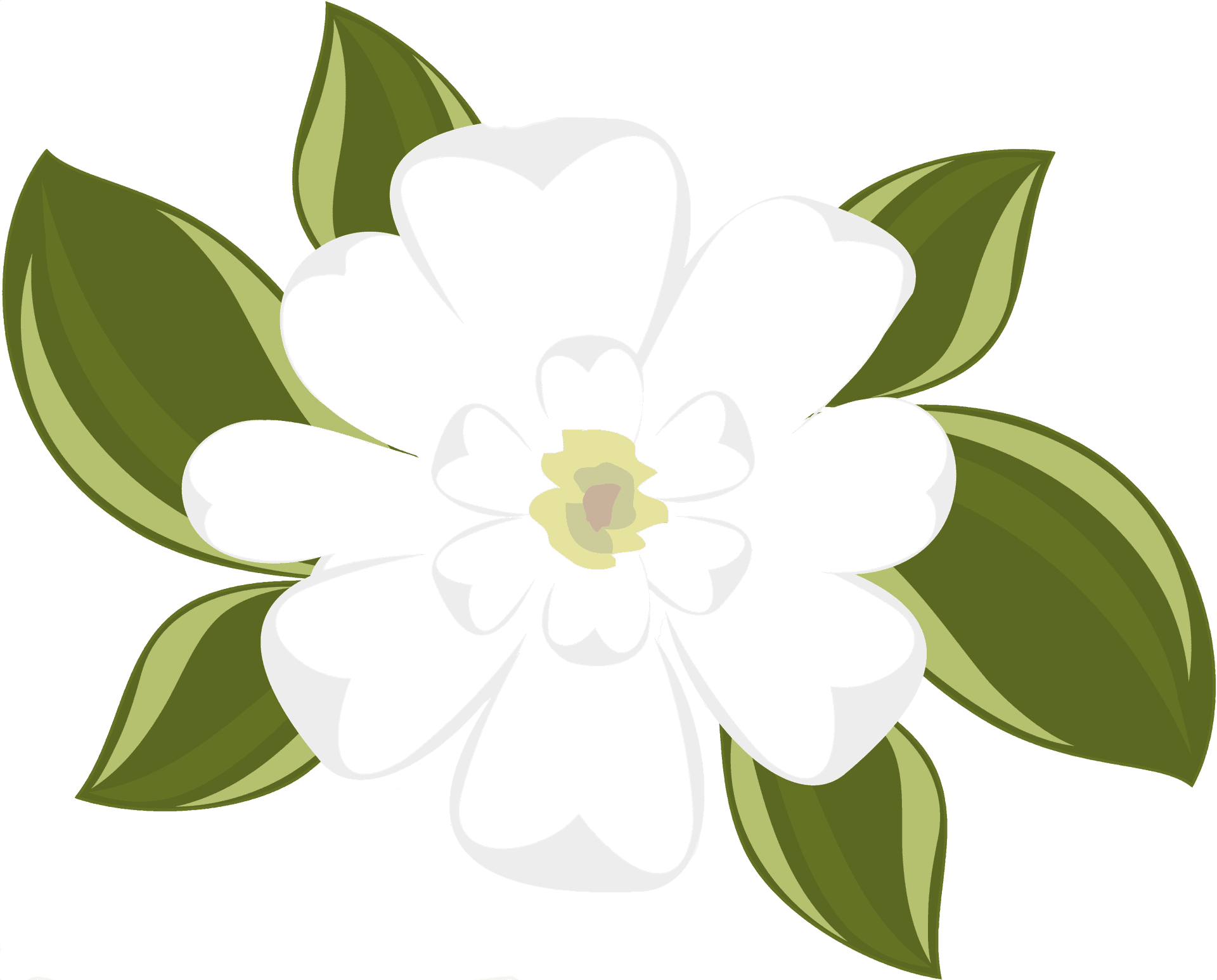 Blooming Magnolia Vector Illustration PNG image