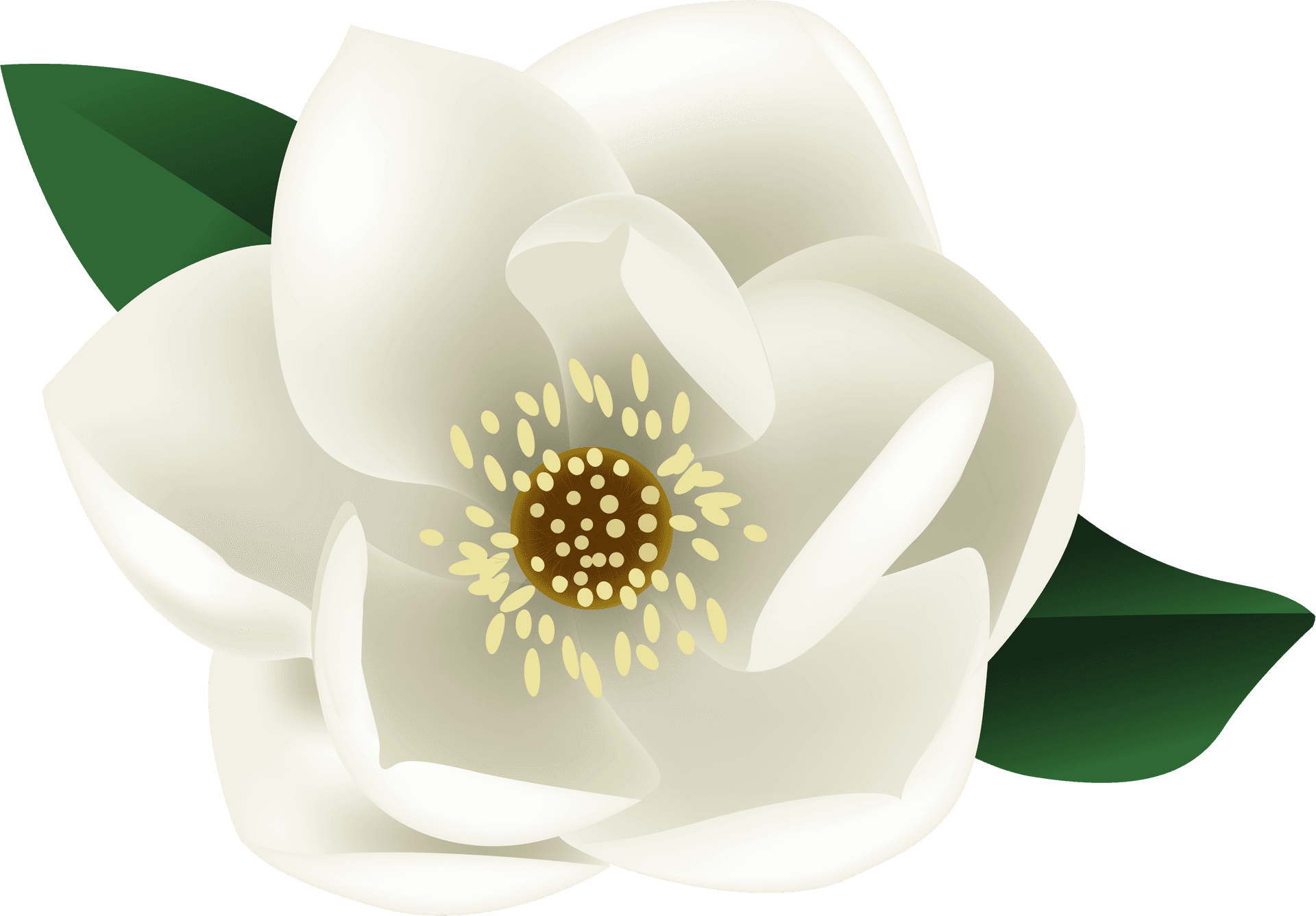 Blooming Magnolia Vector Illustration PNG image