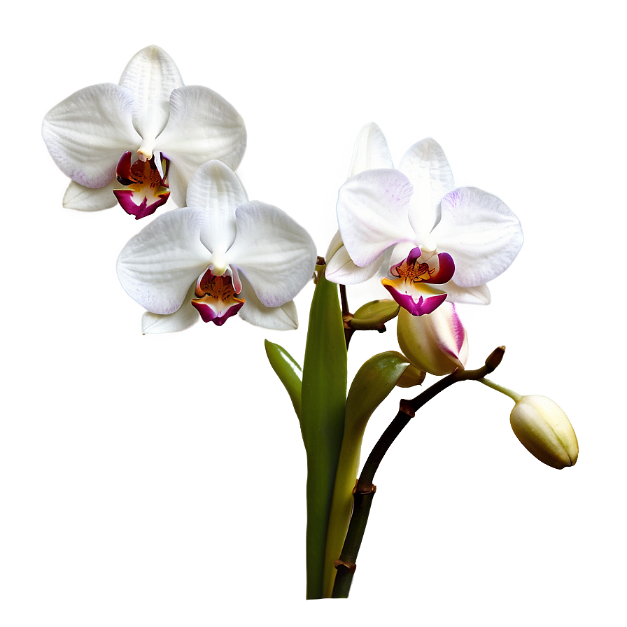 Blooming Orchid Spring Png Gbw PNG image