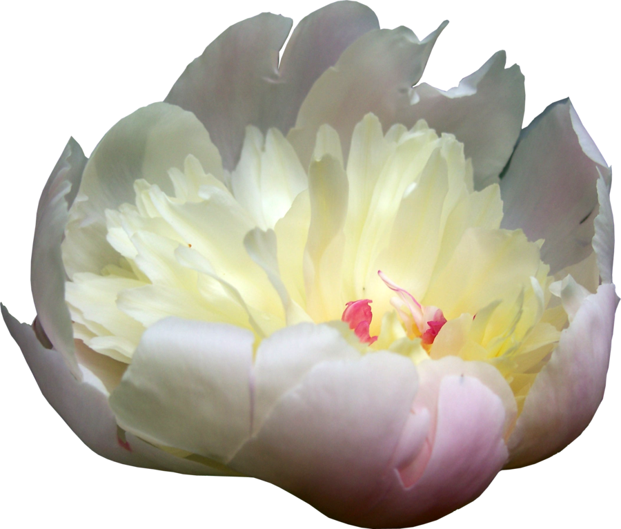 Blooming Peony Flower Isolated.png PNG image