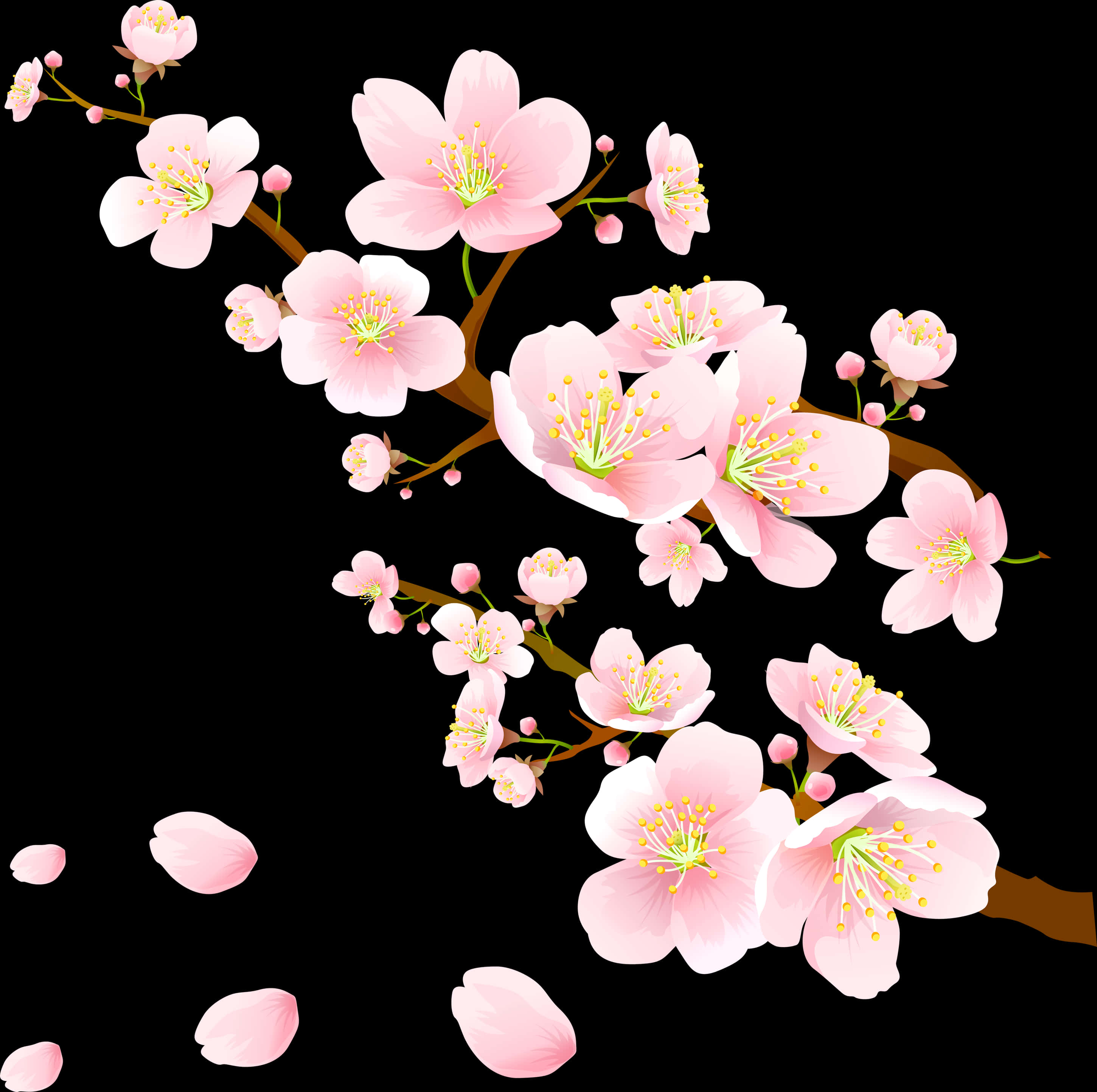 Blooming Pink Cherry Blossoms PNG image