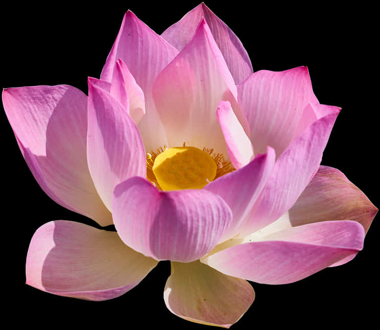 Blooming Pink Lotus Flower PNG image