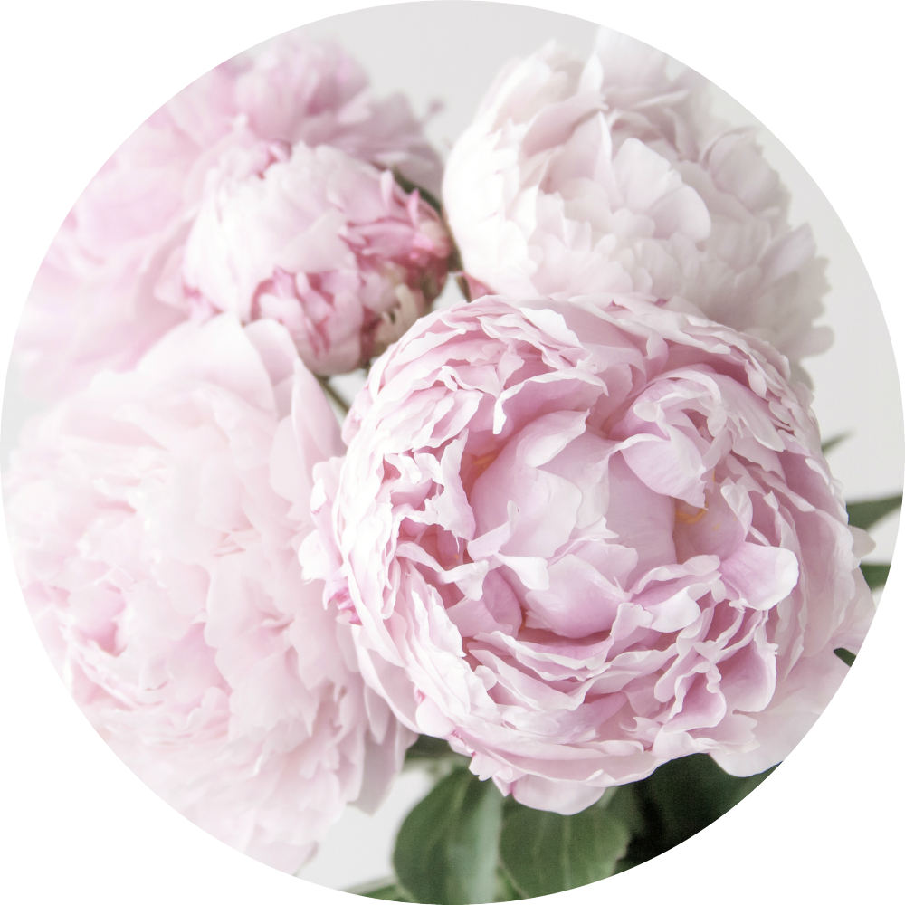 Blooming Pink Peonies PNG image