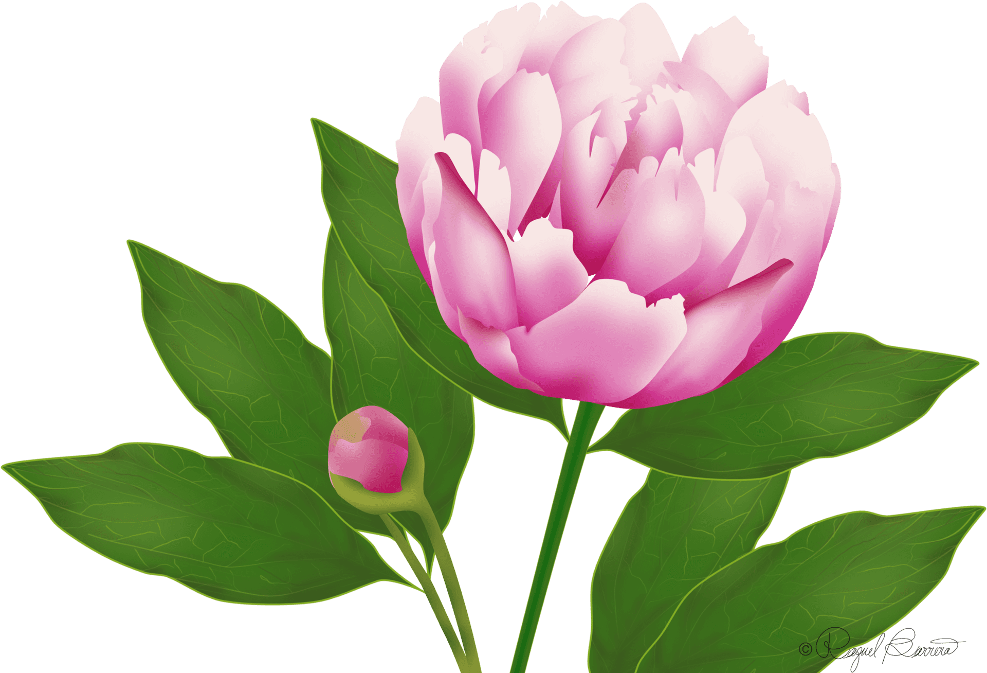Blooming Pink Peony Flower PNG image